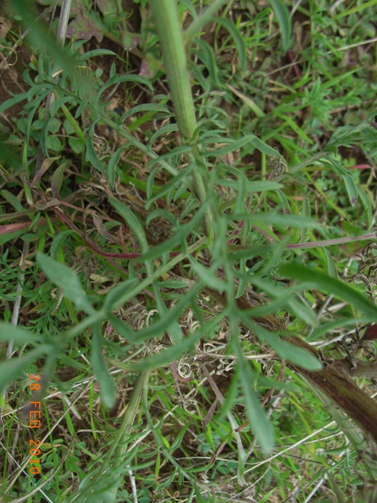 Centaurea deusta  (Asteraceae)